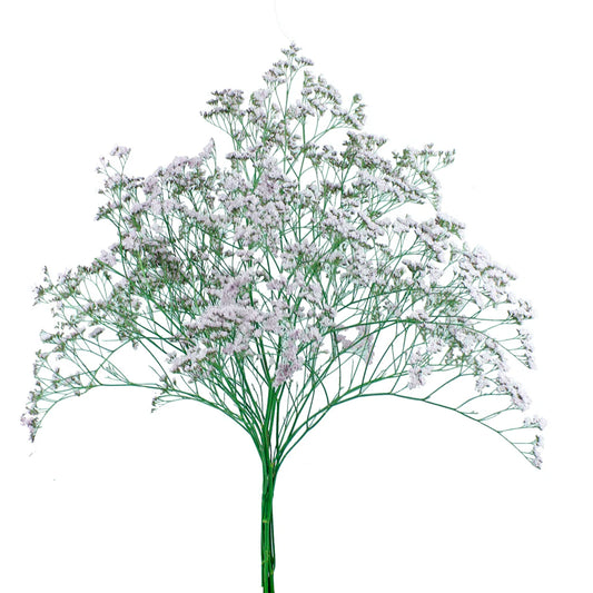 Pink Limoniums