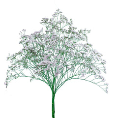 Pink Limoniums