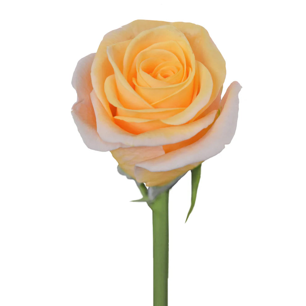 Peach Madeleine Roses