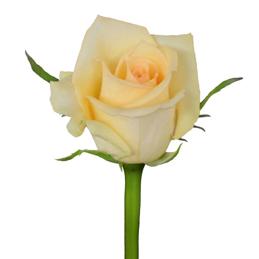 Peach Message Roses