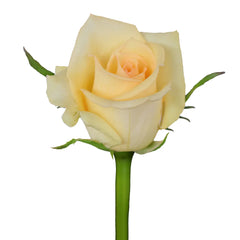 Peach Message Roses
