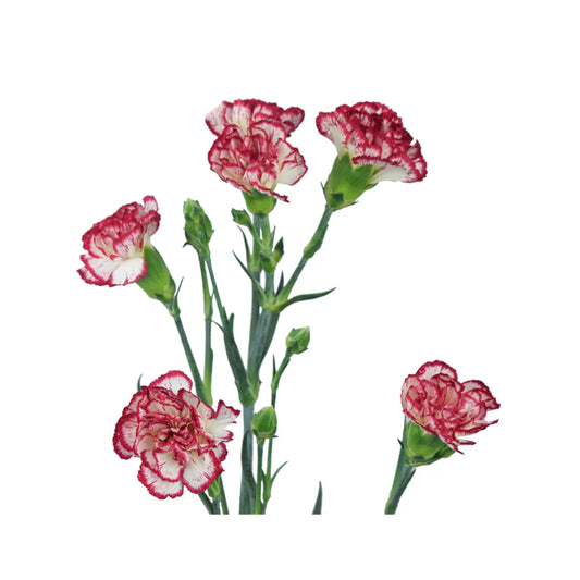 Bi-Color Mini Carnations