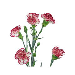 Bi-Color Mini Carnations