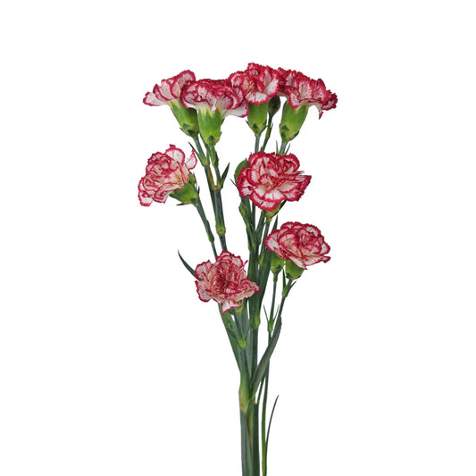 Bi-Color Mini Carnations