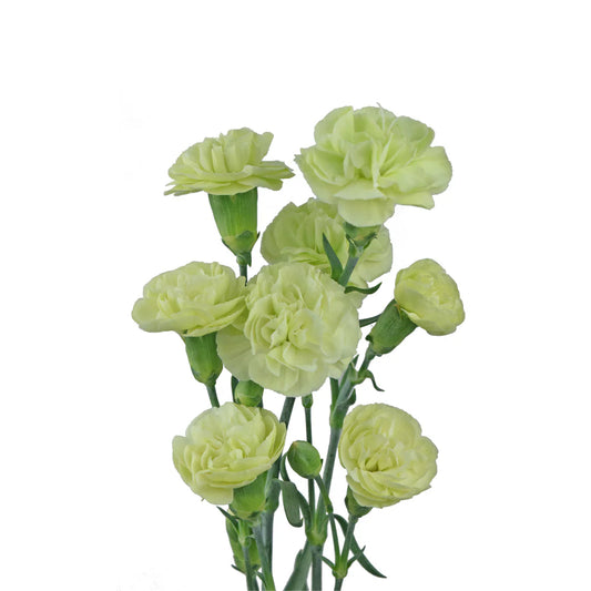 Green Mini Carnations