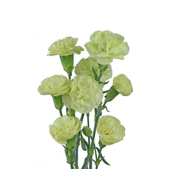 Green Mini Carnations
