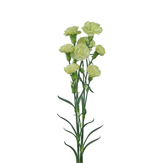 Green Mini Carnations