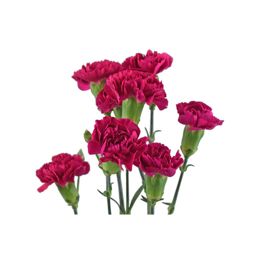 Hot Pink Mini Carnations