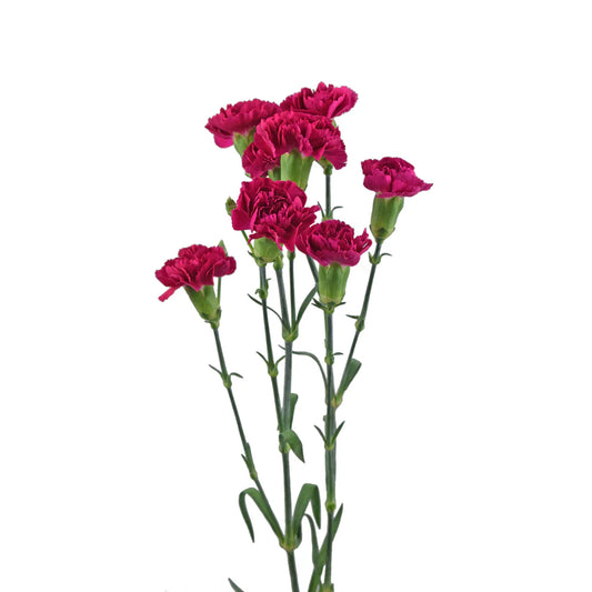 Hot Pink Mini Carnations