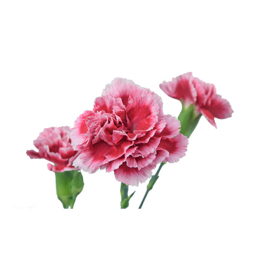 Light Pink Mini Carnations