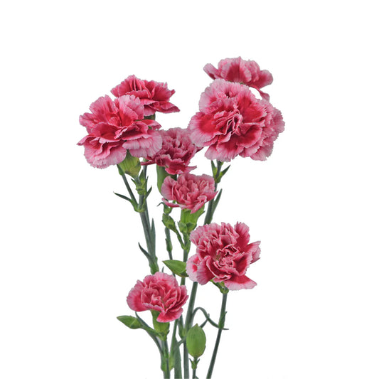 Light Pink Mini Carnations