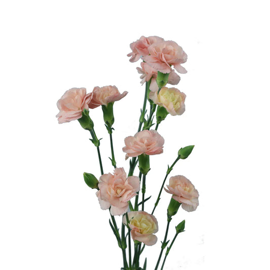 Peach Mini Carnations