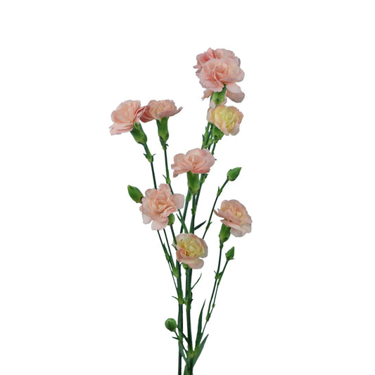 Peach Mini Carnations