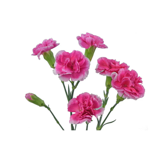 Pink Mini Carnations