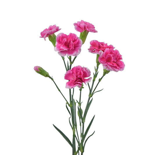 Pink Mini Carnations