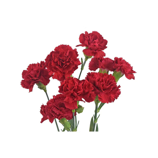 Red Mini Carnations