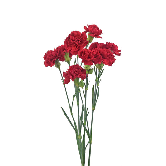 Red Mini Carnations