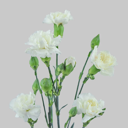 White Mini Carnations