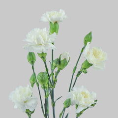 Miniclaveles blancos
