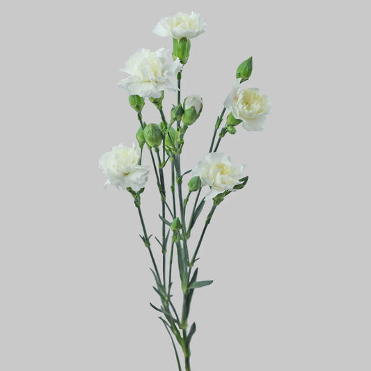 White Mini Carnations