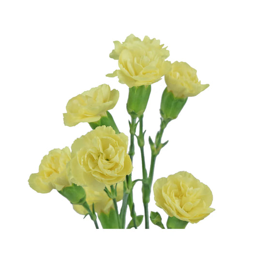 Yellow Mini Carnations