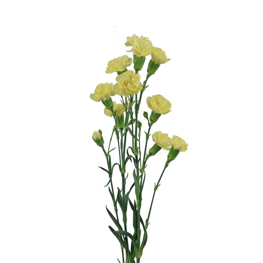 Yellow Mini Carnations