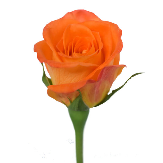 Orange Miracle Roses