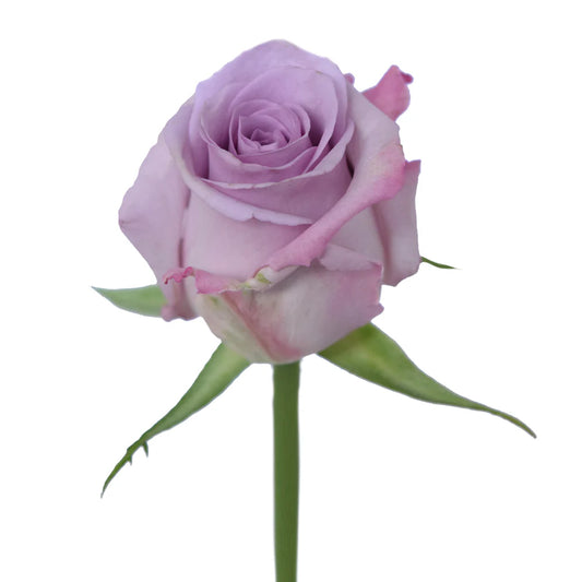Lavender Ocean Song Roses