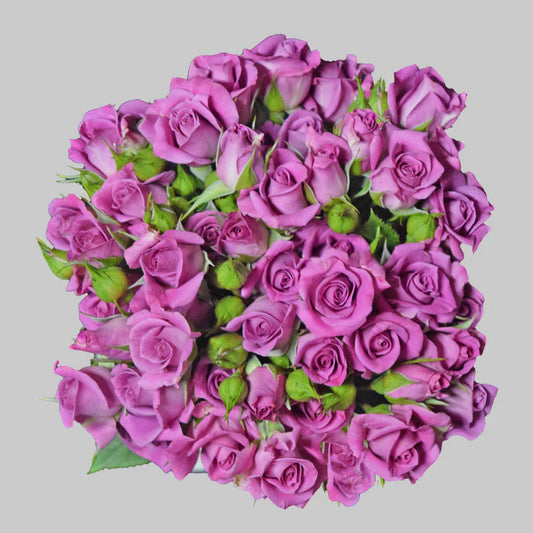 Lavender Purple Sky Spray Roses
