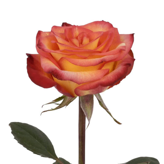 Yellow High & Magic Roses