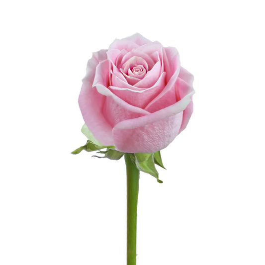 Pink Rosita Vendela Roses