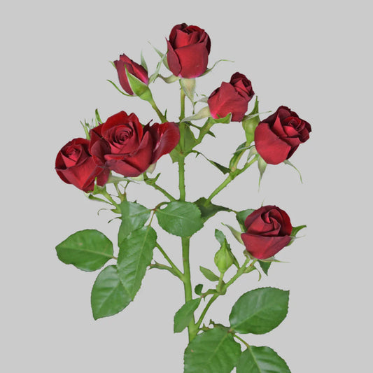 Rubyred