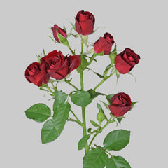 Rubyred