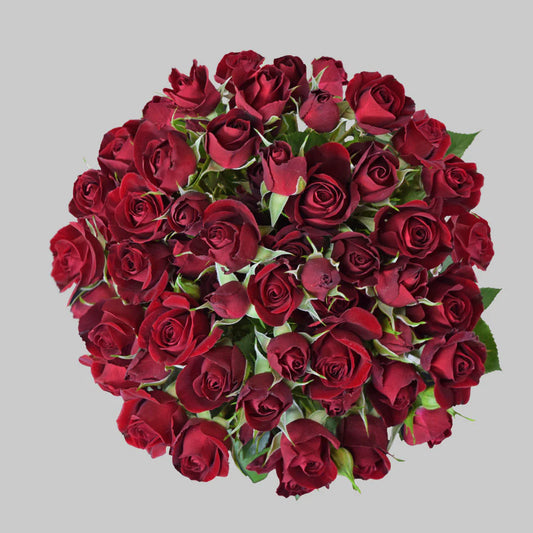 Red Rubyred Spray Roses