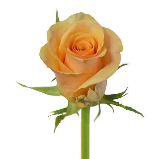 Yellow Safari Roses