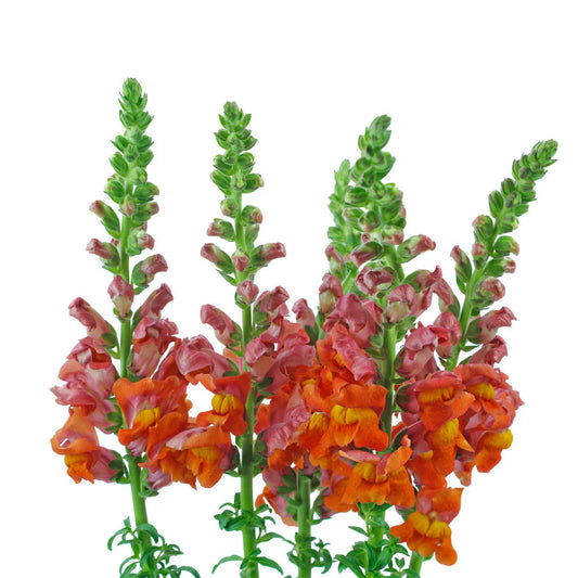 Orange Snapdragons