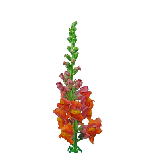 Orange Snapdragons