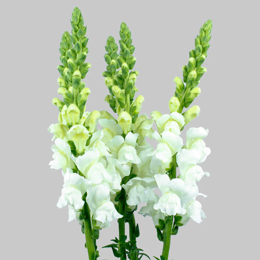 White Snapdragons