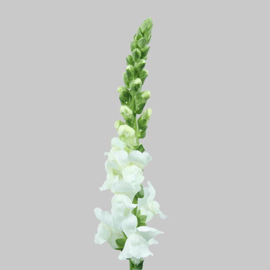 White Snapdragons