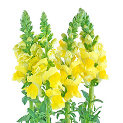 Yellow Snapdragons