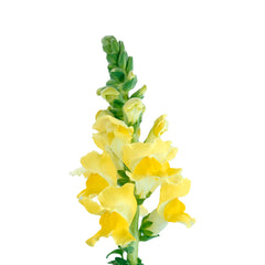 Yellow Snapdragons