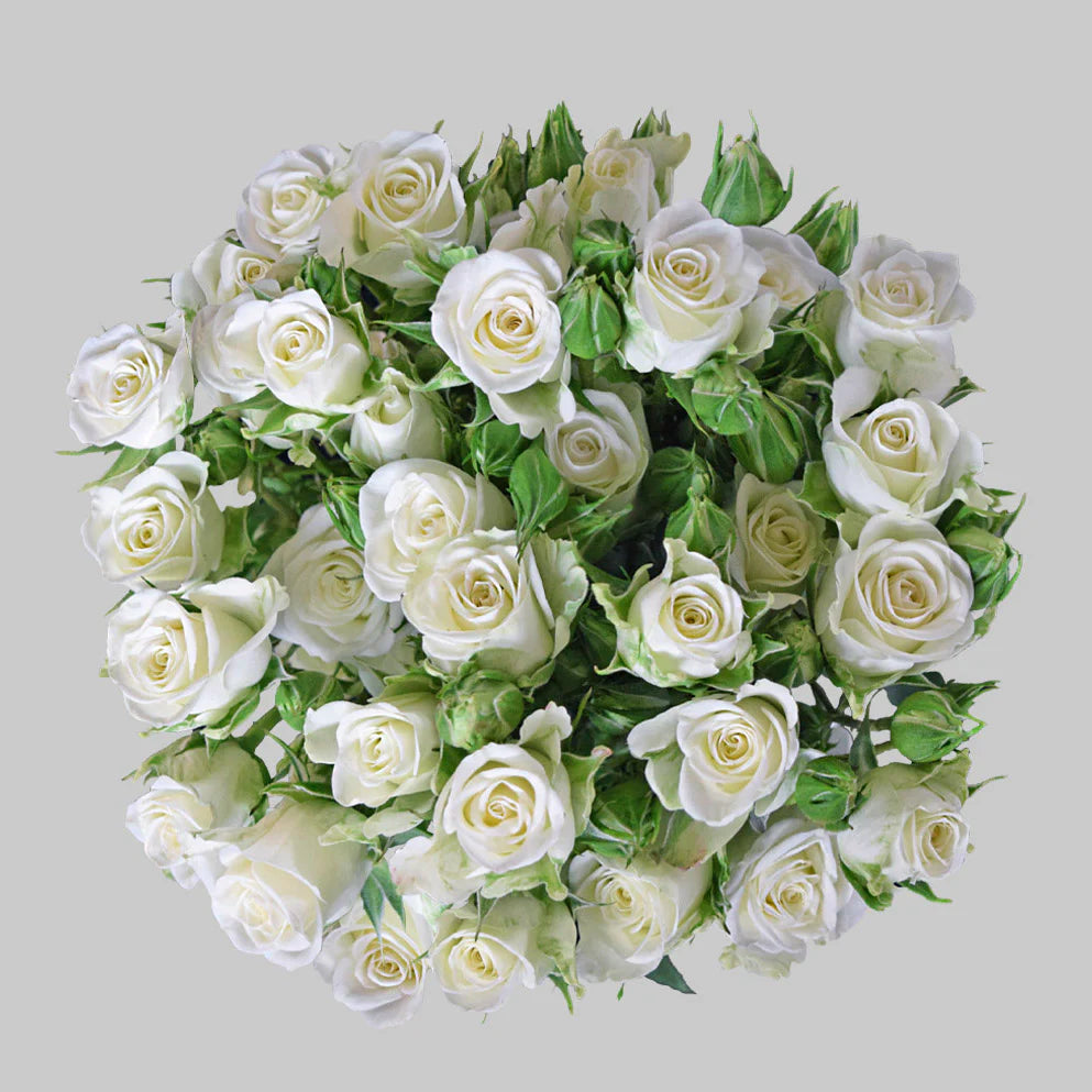 Cold Spray Painted Roses Beautiful Snow White Spray Roses – Pop Wedding Flowers