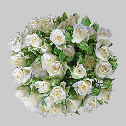 White Snow White Spray Roses