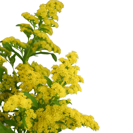 Yellow Solidagos