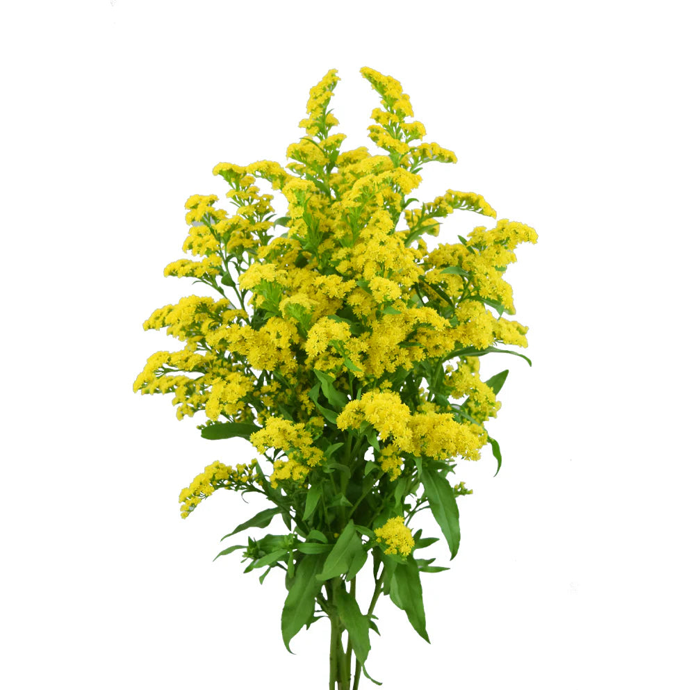 Yellow Solidagos Asters