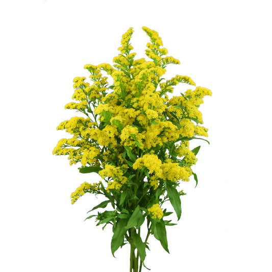 Yellow Solidagos Asters