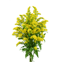 Yellow Solidagos Asters