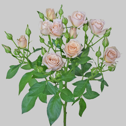 Sahara Pink