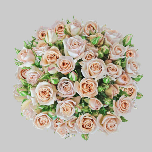 Pink Sahara Pink Spray Roses