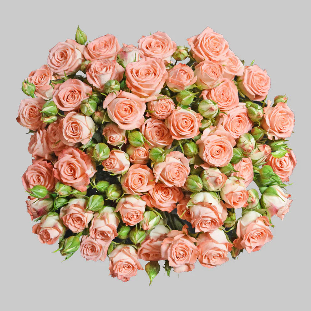 Pink And Pay Roses Beautiful Star Pink Spray Roses – Pop Wedding Flowers